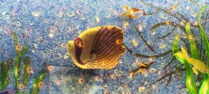 Pearl Qatar Attractions